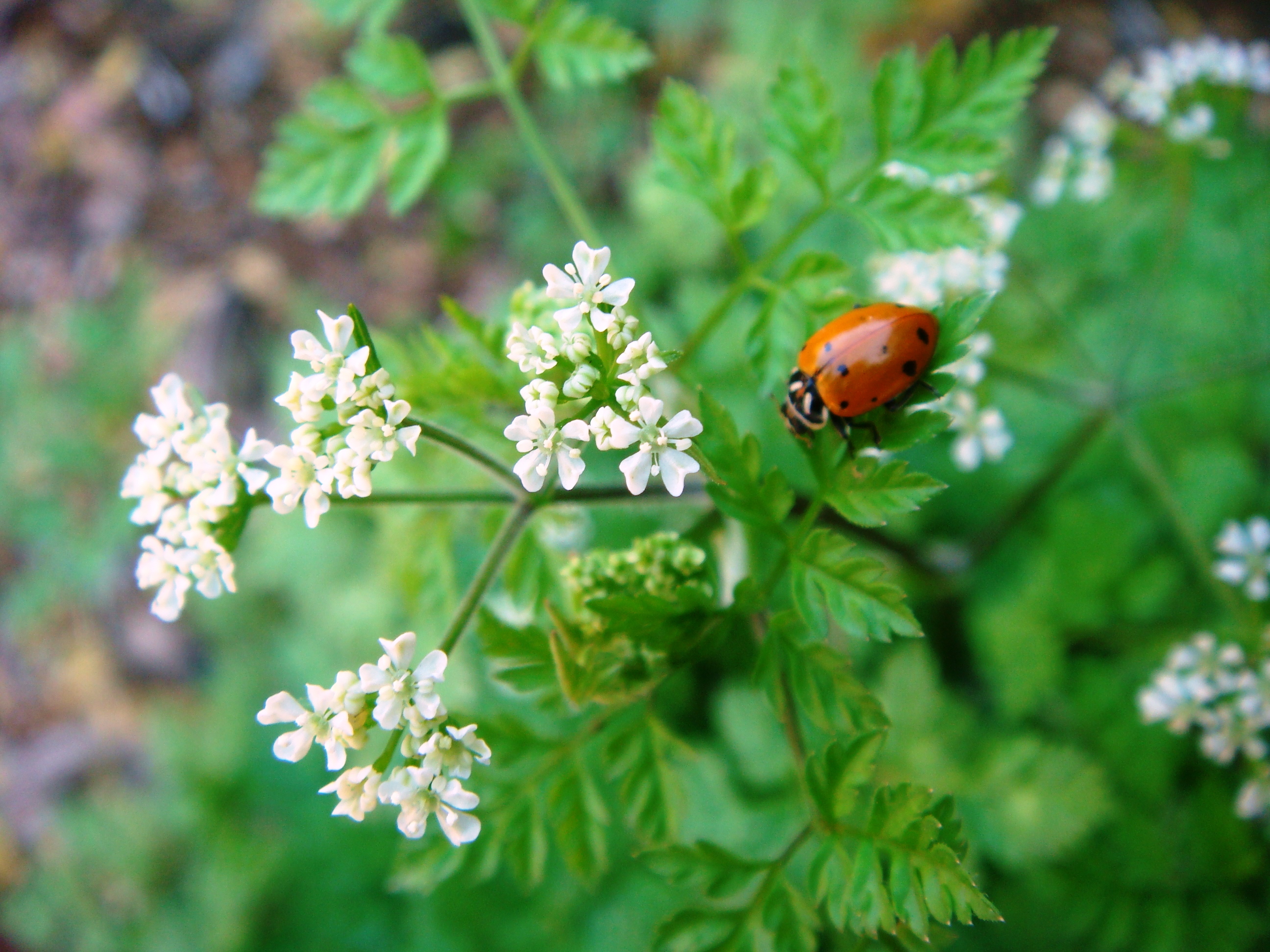 Coriander